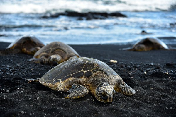 Quels sont les meilleurs spots pour observer les tortues marines en Grèce?