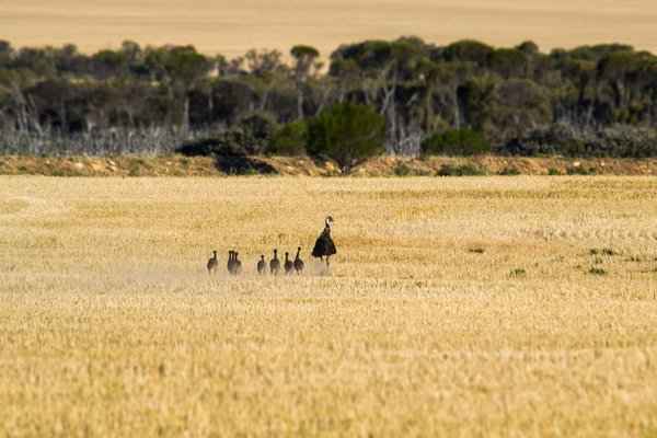 Comment planifier une visite des réserves de faune sauvage en Australie?